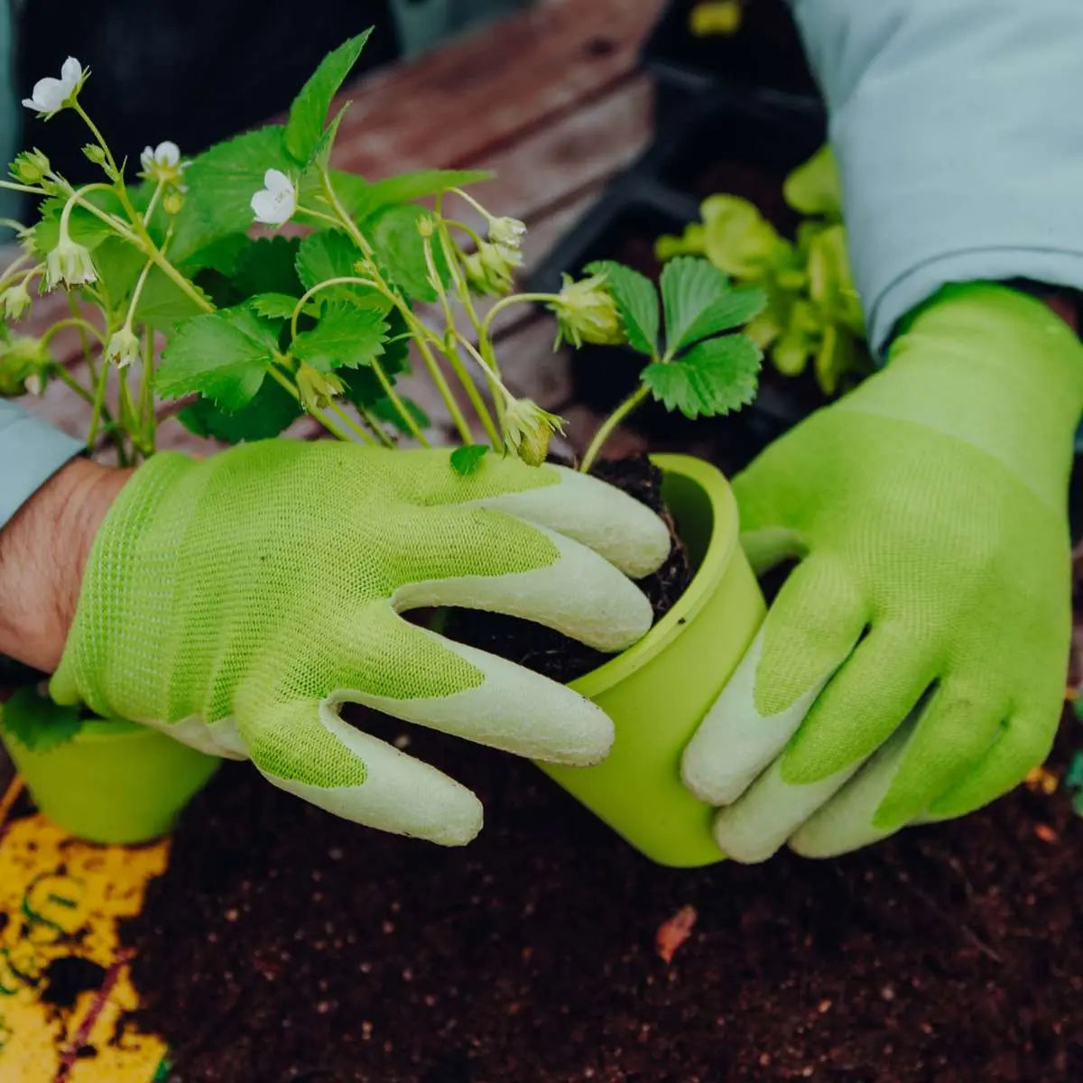 Handen met Fair Zone tuinhandschoenen die een aardbeienplant verpotten