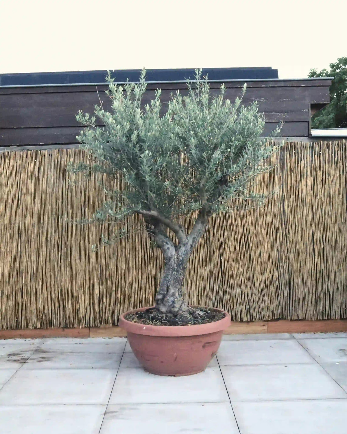 Olijfboom met open kroon in decoschaal op een terras tegen een rieten schutting