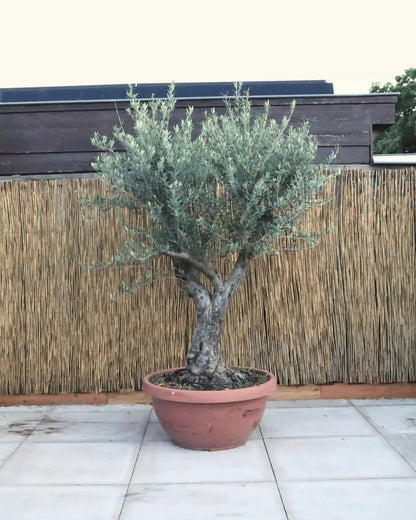Olijfboom met open kroon in decoschaal op een terras tegen een rieten schutting