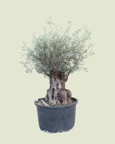 Olijfboom met grillige, robuuste stam en volle groenblijvende kroon in kweekpot, 250 cm hoog