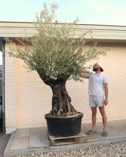 Man naast de olijfboom van 250 cm hoog, ter illustratie van de werkelijke grootte