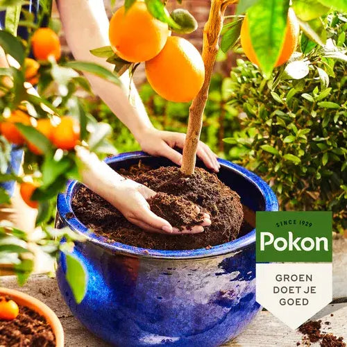 Handen die een citrusboom verpotten met Pokon Bio Mediterrane Potgrond in een blauwe pot