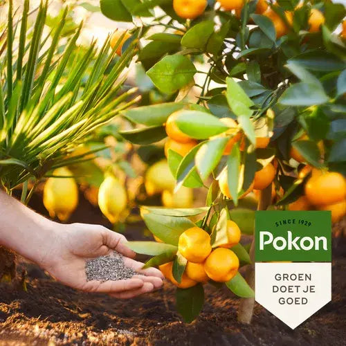 Hand met korrels Pokon Mediterrane Planten Mest bij een citrusboom met rijpe vruchten
